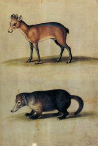 Red Hartebeest And Mountain Coati — Ulisse Aldrovandi
