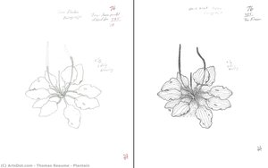 Plantain — Thomas Reaume