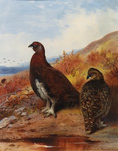 A Pair Of Red Grouse At The Water's Edge, In Moorland — Archibald Thorburn