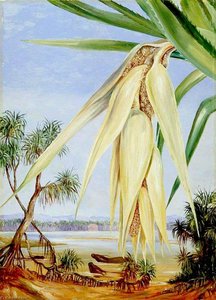 Male Inflorescence Of A Screw Pine — Marianne North