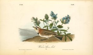 Western Shore Lark. Male — John James Audubon