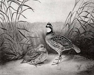Quail in a Wheatfield, (painting)