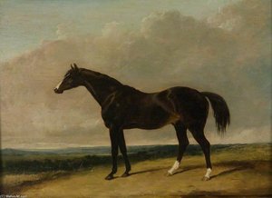The Racehorse, 'camel' — Abraham Cooper