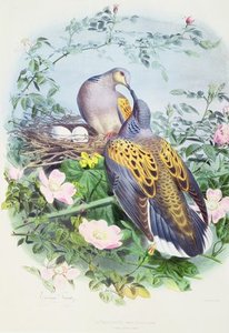 A Pair Of Turtle Doves