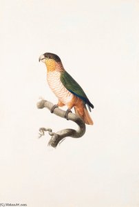 Pionites Melanocephala — Jacques Barraband