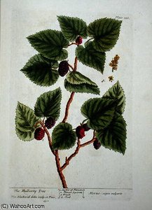 The mulberry tree