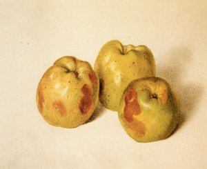 Estudio De Membrillos — José María Velasco, Contemporary Realism