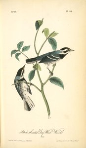 Black-throated Grey Wood-warbler. Males. — John James Audubon