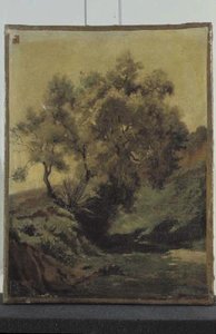 Etude d'oliviers, Algérie