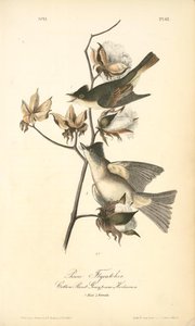 Pewee Flycatcher. 1. Male; 2. Female. (cotton Plant. Gossypium Herbaceum) — John James Audubon