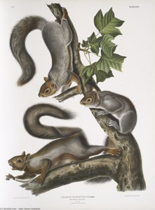 Sciurus Migratorius, Migratory Squirrel. Natural Size. 1. Old Male, 2. Female, 3. Young — John James Audubon