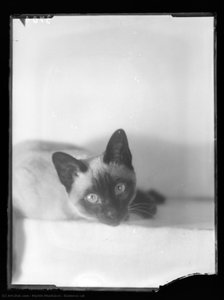 Siamese Cat — Martin Munkácsi