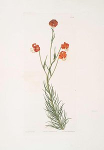 Lilium Pyrenaicum — Robert Havell