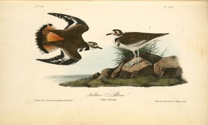 Kildeer Plover. 1. Male. 2. Female — John James Audubon