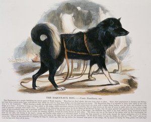 The Esquimaux Dog Educational