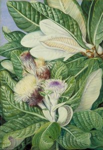 A Mountaineer From The Hills Near Grahamstown — Marianne North