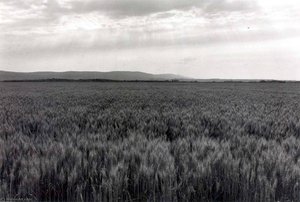 Othello, Adams County, Washington, July 11 — Ingeborg Gerdes