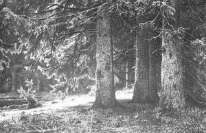 Fir In The Shuvalov Park — Ivan Ivanovich Shishkin
