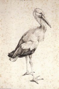 Der Storch — Albrecht Dürer, Nordische Renaissance