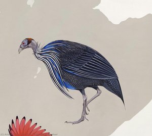 Vulturine Guineafowl — Jane Kim
