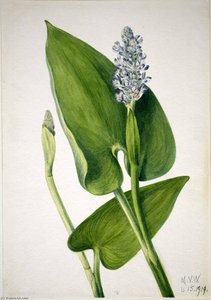 Pickerelweed (pontederia Cordata) — Mary Vaux Walcott