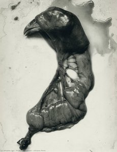 Chicken Parts — Frederick Sommer