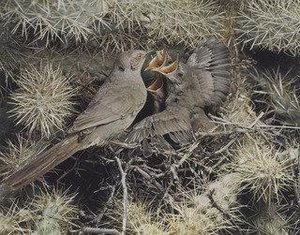 Curved Bill Thrasher, Palmer — Eliot Porter