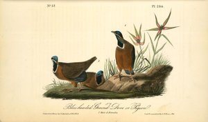 Blue-headed Ground Dove Or Pigeon. 1. Male. 2. Females — John James Audubon