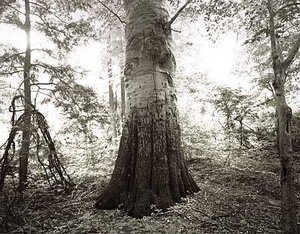 National Champion American Beech, Ashtabula County, Ohio — Barbara Bosworth