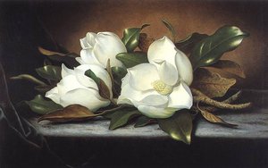 Giant Magnolias — Martin Johnson Heade