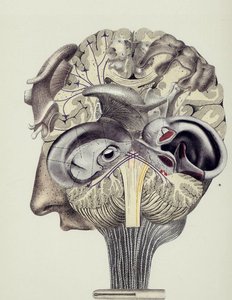 Untitled (756) — Frederick Sommer