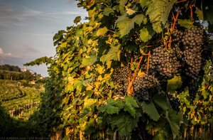 Grapes — Vid Ponikvar