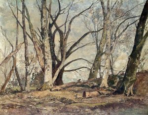 Houghton Forest, March Sunlight — Oliver Hall