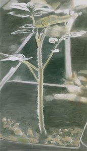 Plant — Luc Tuymans