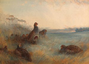 Partridges 'chill Hoar Frost At Dawn' — Archibald Thorburn