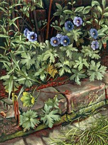 Blue Geraniums — Charles William Oliver