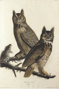 Great Horned-owl — Robert Havell