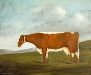 Longhorn Beauty — Daniel Gillespie Clowes