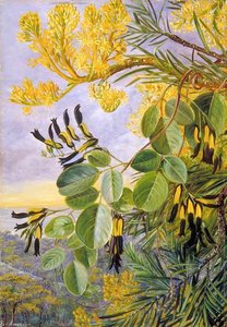 Flowers Of The Flame Tree And Yellow And Black Twiner, West Australia — Marianne North, Botanical Realism