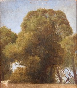 Study Of Trees — Jean-auguste-dominique Ingres