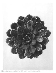 Art Forms In Nature 30 — Karl Blossfeldt