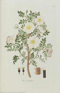 Rosa spinosissima