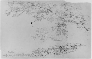 Maple Leaves — Daniel Huntington