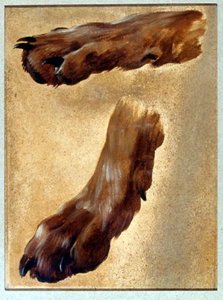 Deux Pattes De Chiens — Alexandre François Desportes
