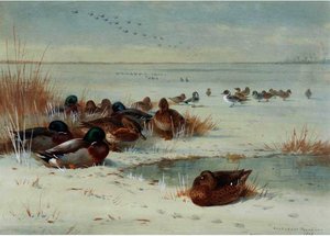 The Frozen Fen - Mallard And Pintail — Archibald Thorburn