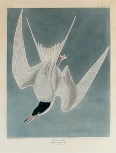 Great Tern — Robert Havell