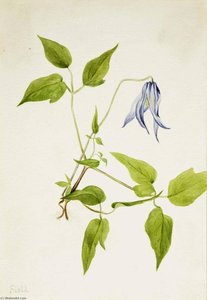 Columbia Clematis (clematis Columbiana) — Mary Morris Vaux Walcott
