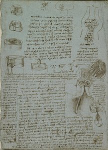 La Válvula Aortica — Leonardo Da Vinci, Renaissance Humanism