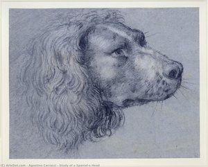 Study of a Spaniel’s Head