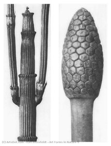 Art Forms In Nature 6 — Karl Blossfeldt